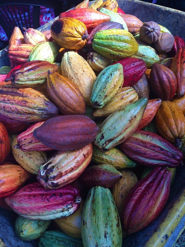 cocoa pods, chocolate pods, fresh, cacao, fruit, nature, pod, chocolate, cocoa, natural, brown, red, green, cacao, cacao, cacao, cacao, cacao, cocoa