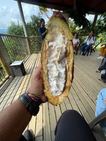 cacao 1