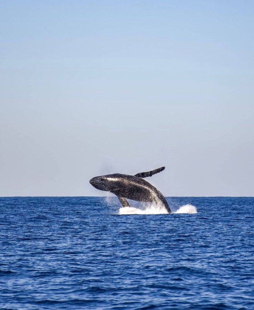 whale, sea, ocean, waves, aquatic, mammal, pacific, fin, marine, diving, animal, nature, the cobanos, sonsonate, el salvador, whale, whale, whale, whale, whale