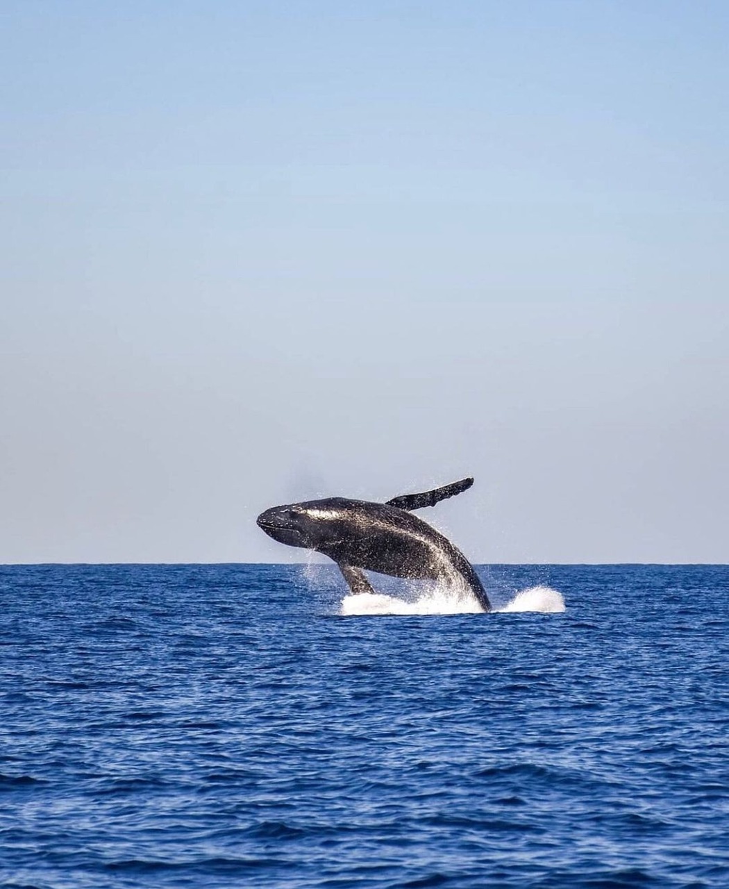 whale, sea, ocean, waves, aquatic, mammal, pacific, fin, marine, diving, animal, nature, the cobanos, sonsonate, el salvador, whale, whale, whale, whale, whale